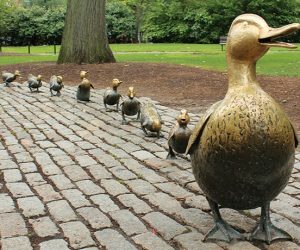 MakeWayDucklings