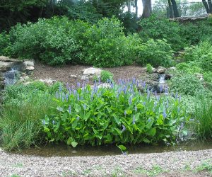 Millcreek-Park-Eco-Pond